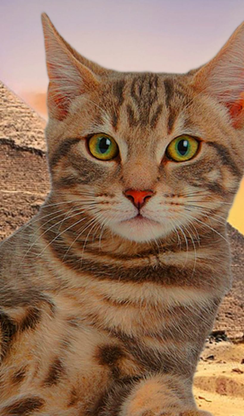 Estar satisfecho codo Lujoso Los gatos en el antiguo Egipto, el animal por excelencia de una de las  etapas más gloriosas de la humanidad - CiNosArgo.com